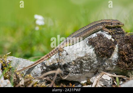 Female West Iberian Rock Lizard (Iberolacerta monticola) basking on a rock in the high mountains of the Picos de Europa National Park, Spain Stock Photo