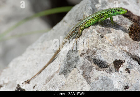 Male West Iberian Rock Lizard (Iberolacerta monticola) basking on a rock in the high mountains of the Picos de Europa National Park, Spain Stock Photo