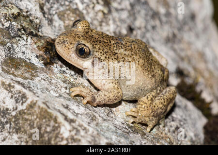 Common Midwife Toad (Alytes obstetricans) sat on a rock. Stock Photo