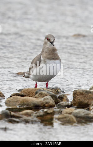 Magellanic Plover (Pluvianellus socialis) adult standing at waters edge  Tierra del Fuego, Chile                January Stock Photo