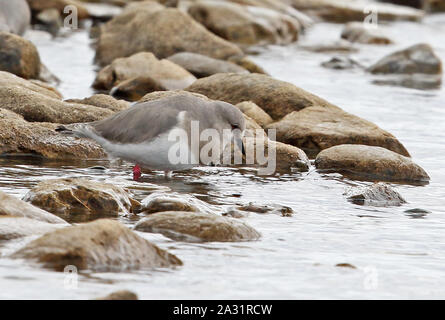 Magellanic Plover (Pluvianellus socialis) adult foraging at waters edge  Tierra del Fuego, Chile                January Stock Photo