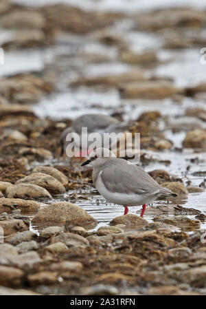 Magellanic Plover (Pluvianellus socialis) adults foraging at waters edge  Tierra del Fuego, Chile                January Stock Photo