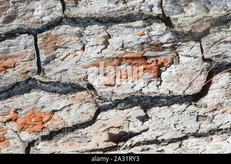 Cracked bark of an old fir, removed horizontally. To be used as an abstract background. Stock Photo
