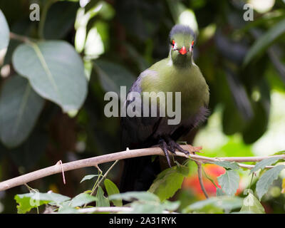 West African Green or Guinea Turaco (Tauraco persa) Stock Photo
