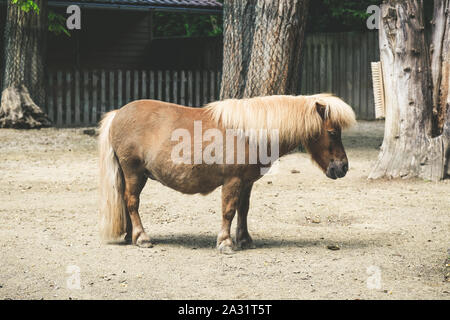 Pony horse standing alone in front of the stable Stock Photo