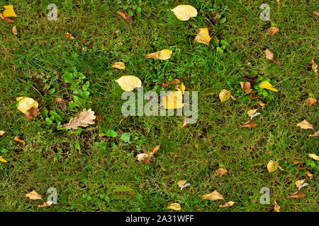 Autumn seamless texture of green grass with yellow leaves Stock Photo