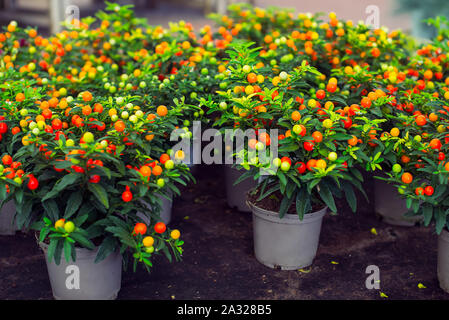 Potted Winter cherry plants or Jerusalem cherry Solanum Pseudocapsicum, ornamental plant for Christmas at a garden centre. Nightshade with red and gre Stock Photo