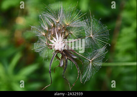 Close up of dry dandelion Stock Photo