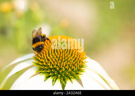 Closeup of a bee on an Echinacea head Stock Photo