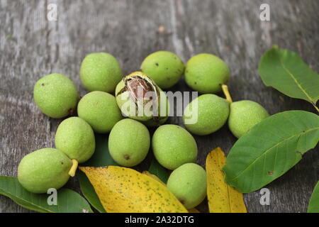 Walnuts plucked from a tree in a green shell. Harvest of walnuts. Selective focus. Macro. Stock Photo