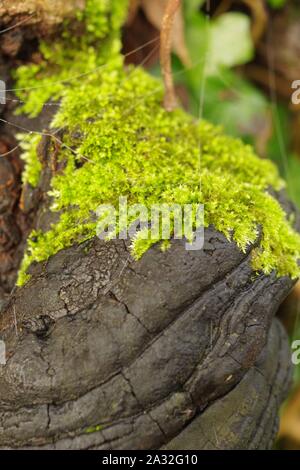 Phellinus igniarius, Willow bracket fungus. Black moss covered bracket hoof fungi. Deciduous woodland, winter. Exeter, Devon, UK. Stock Photo