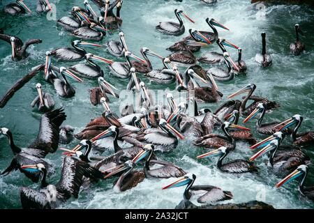 A large group of pelicans in the Pacific Ocean at the coast of Chile Stock Photo