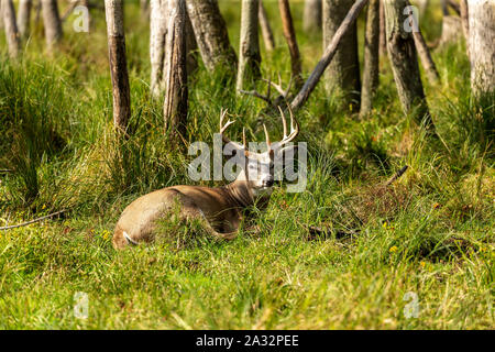 Beautiful white tailed deer, strong adult deer walking through overgrown autumn forest in tall grass at the beginning of rut. Wisconsin USA. Stock Photo