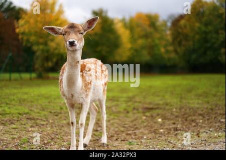 Deer Portrait on a field Stock Photo