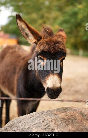 portrait of a donkey looking forward Stock Photo