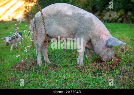 pink domestic sow grazing on the meadow Stock Photo