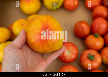 A first person perspective of a man holding a large bright yellow and orange variety of tomato over a market stall selling fresh produce with copy space.