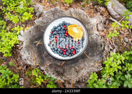 Bilberries (blueberries), lingonberries & a chanterelle mushroom in a bowl on a stump covered with pine needles and surrounded by lingonberry plants. Stock Photo