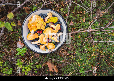 Chanterelles, wild bilberries (blueberries) and lingonberries in bowl on moss with fallen pine tree twigs & needles. Wild berries & mushroom foraging Stock Photo