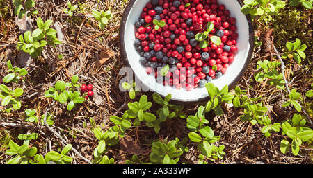 Bowl with lingonberry and blueberry on the ground covered with lingonberry plants and fallen pine needles. Stock Photo