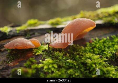 Jelly Ear Fungi, (Auricularia auricula-judae) on a rotten log in a deciduous woodland. Exeter, Devon, UK. Stock Photo