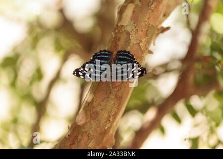 Starry night cracker butterfly Hamadryas laodamia perches with wings spread. Stock Photo