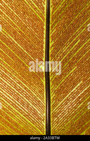 close up ciew of the leaf of Bird's nest fern under sunlight Stock Photo