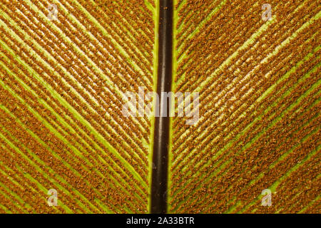 close up ciew of the leaf of Bird's nest fern under sunlight Stock Photo