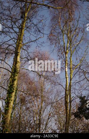 Leafless Winter Sliver Birch Woodland (Betula pendula) against a blue sky. Exeter, Devon, UK. Stock Photo