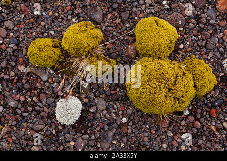 Moss puffs and lichen growing on volcanic soil with colorful volcanic rocks Stock Photo