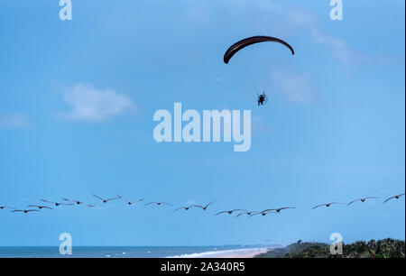 Paramotoring along the beach above a long line of pelicans in flight at Guana River Preserve in Ponte Vedra Beach, Florida. (USA) Stock Photo