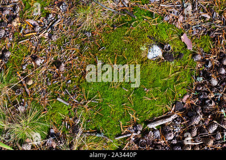 natural background: fir cones and dry leaves on the ground in the woods Stock Photo