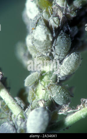 Cabbage aphids are bluish-grey in colour with a pale powdery waxy coating. They are often found in dense clusters underneath the leaves. Stock Photo