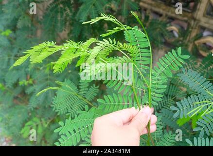 Vegetable and Herb, Gardener Taking Care of Fresh Young White Popinac, Wild Tamarind, Leadtree and Leucaena Glauca Benth Plant. Stock Photo