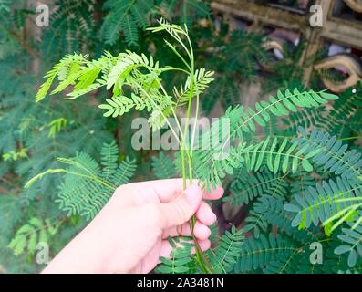 Vegetable and Herb, Gardener Taking Care of Fresh Young White Popinac, Wild Tamarind, Leadtree and Leucaena Glauca Benth Plant. Stock Photo