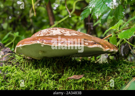 Large flat mushroom and moss growing on a dead piece of wood in the forest Stock Photo