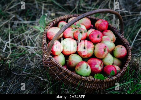 tasty organic apples in a wicker basket in the orchard Stock Photo