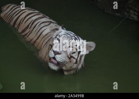 White Tiger relaxing in captivity - Image Stock Photo