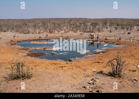 Halali Waterhole with Impalas, Kudus and Zebra Drinking, Dry Savanna Landscape Etosha National Park, Namibia Stock Photo