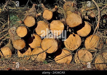 Woodpile of thick sawn tree trunks lying on the ground in the forest Stock Photo