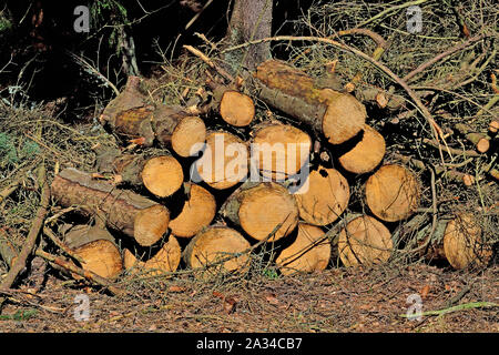 Woodpile of thick sawn tree trunks lying on the ground in the forest Stock Photo