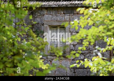 Old house hidden in the forest/ Old window whit white window curtains Stock Photo