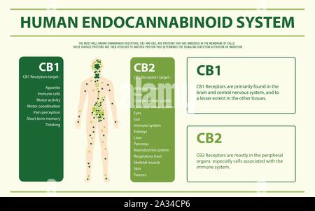 Human Endocannabinoid System vertical infographic illustration about cannabis as herbal medicine, healthcare and medical science vector. Stock Vector