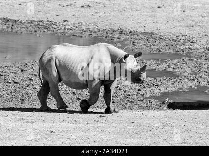 A Black Rhinoceros  calf in Southern African savanna Stock Photo