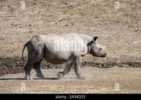A Black Rhinoceros  calf in Southern African savanna Stock Photo