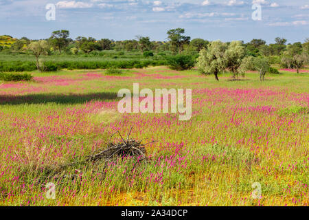 Violet flowering Kalahari desert after rain season, South Africa wilderness Stock Photo
