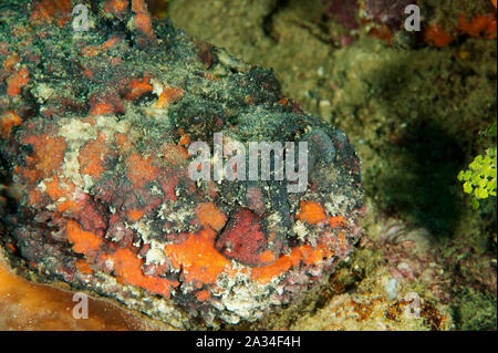 Reef stonefish, Synanceia verrucosa, Sulawesi Indonesia. Stock Photo