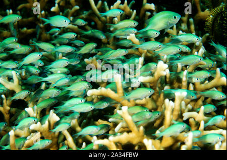 Juvenile Blue damsels, Chromis viridis,  sheltering between fire coral branches, Sulawesi Indonesia.