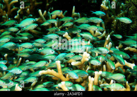 Juvenile Blue damsels, Chromis viridis,  sheltering between fire coral branches, Sulawesi Indonesia.