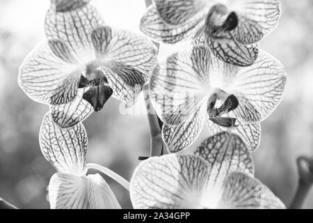 Orchids gorgeous blossom close up. Orchid flower pink and yellow bloom. Phalaenopsis orchid. Botany concept. Orchid growing tips. How take care orchid plants indoors. Most commonly grown house plants. Stock Photo